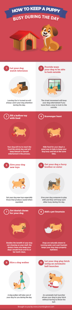 How To Keep A Puppy Busy During The Day Infographic 