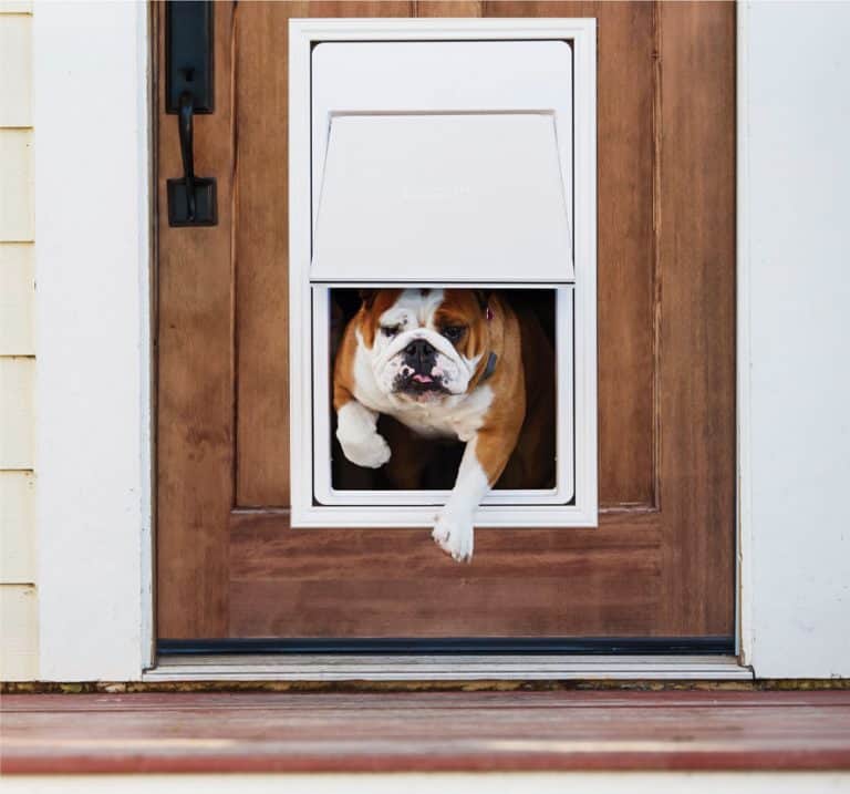 Best Electronic Dog Doors (June 2024) Buyer's Guide and Reviews