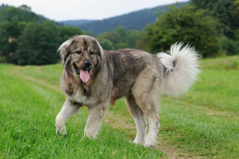Russian Bear Dog (Caucasian Mountain Shepherd) Breed Information