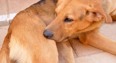 Parasites Worms In Dogs