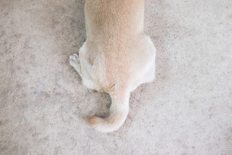 Why Do Dogs Have Tails? Two Main Purposes of A Dog's Tail