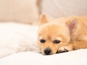 Dog Giardia