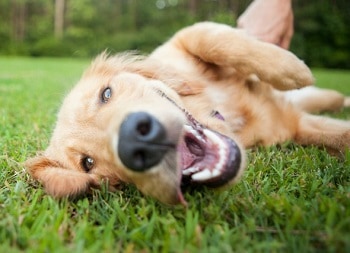 Dog Heartworms