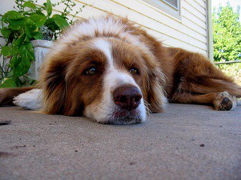 Heartworms In Canine