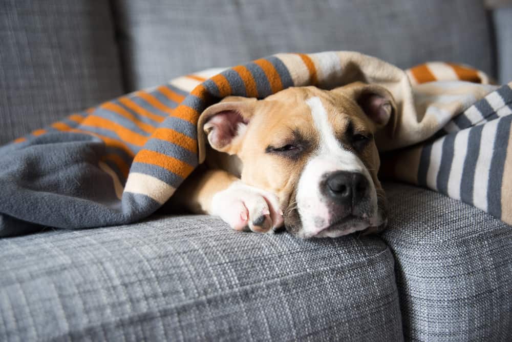 Heartworms In Dogs