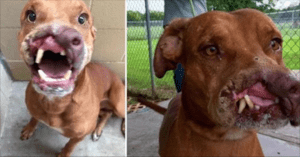 Family Abandon Their Dog Because He Was ‘Ugly’. Gets Surgery And Has Amazing Transformation
