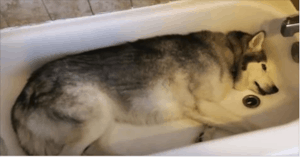 Mom Pulls Back Shower Curtain To Find Husky In Tub – This Video Is Hysterical