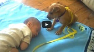 Puppy Abandoned and Rescued Just Two Days Earlier Falls Asleep with Baby
