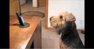 Pup Misses Mommy And Calls Her, She Can’t Stop Laughing At Words He “Says” To Her
