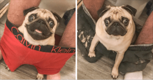 This Pug Is So Clingy He Refuses To Let His Owner Go To The Toilet Alone