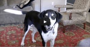 Dad Tells Dog He Bought A Kitten. Internet Can’t Stop Laughing At Dog’s Comeback