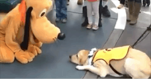 This Guide Dog’s Reaction To Meeting Pluto Is The Best Thing You’ll See All Week