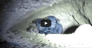 Man Tries Saving 8 Pups From Cave – Gets Beautiful Surprise After Second Look