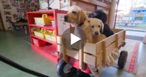 For Every View Of This Video A Pound Of Dog Food Will Be Donated To Shelters! YES!