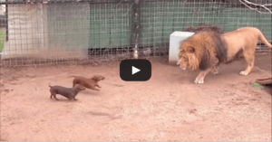 Tiny Wiener Dog And Massive Lion Come Face To Face, The Lion’s Next Move Is Going Viral