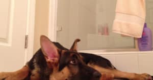 This Dog Has the Most EPIC Reaction to His Owner’s Shower Singing Habit…