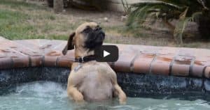 Dog Jumped Into The Hot Tub, His Reaction Has Left More Than 2 Million People In Stitches