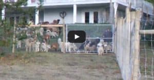 Man Adopts 45 Dogs And Lets Them Run Free In A Four-Acre Enclosure