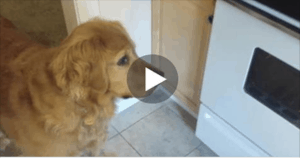 This Picky Dog Won’t Eat Her Dry Food, So Dad Came Up With A Solution…