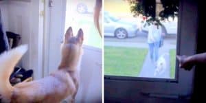 Bestie Dogs Separated As Puppies, See Each Other After Years On Valentine’s Day