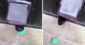 Clever Dog Heard Knocking, So He Convinced A Stranger To Do Something Hilarious