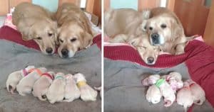 Golden Retriever Parents Watch Over Their Newborn Puppies In Adorable Fashion
