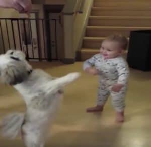 Laughing Baby Mirrors Dog’s Trick Hoping He Will Get Treats, Too