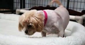 Puppy Mill Dog Tortured By Abhorrent Conditions Finally Experiences A Soft Bed