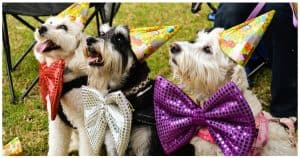 10 Dogs Who Had The Best Birthday Party Ever