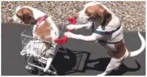 10 Dogs Who Have No Idea They’re Actually Dogs