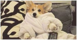 12 Dogs Who Are Living Secret Lives While Home Alone