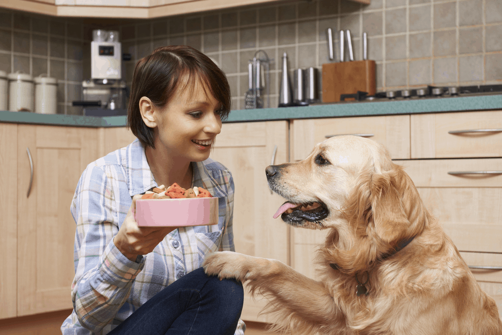 Best Dog Food for Golden Retriever