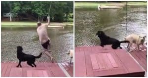 Black Lab Panics When Dad Jumps Off Rope Swing, Jumps In To ‘Save Him’