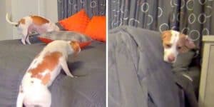 Dog Gets Hysterically Busted In Bed, But Mom Has The Most Brilliant ‘Punishment’