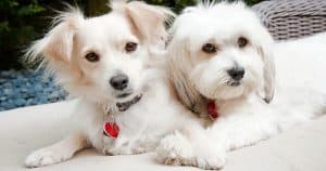 Doggy Duo Rescued Off The Streets Couldn’t Get Through Life Without Each Other