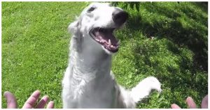 Dogs’ Adorably Baffled Responses To Magic Trick Are Too Good To Miss
