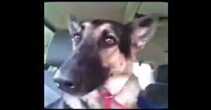 Dog’s Favorite Song Comes On The Radio. Her “Dance” Moves Has The Whole Internet Cracking Up