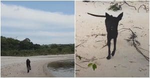 Man On Cruise Was Docked On An Island, Then A Dying Dog Came Running Toward Him