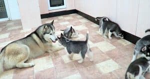Rambunctious Husky Meets His 9 Pups For First Time – Outcome Doesn’t Disappoint