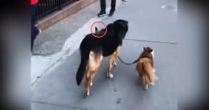 This Dog’s Clever Trick Was Astonishing – And He Had An Extra Surprise In Store