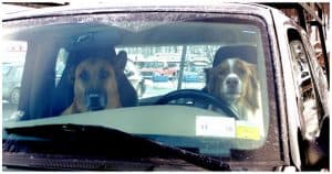 Top 10 Places Dogs Would Drive To If They Could