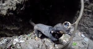 Trapped Dog Starts Weeping When She Sees Her Rescuer Coming To Save Her