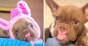 Disfigured Bulldog Puppy Is Dumped By Breeder, Wonders If He’s Lovable Too