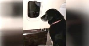 Dog Is Abandoned At Shelter Twice, Then Wealthy Heiress Puts Her On A Plane To Save Her