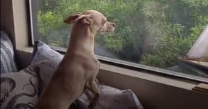 Dog Runs Away From Forever Home All Because He Misses His Foster Mom Too Much