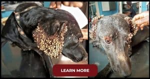 Dog Was Covered With Horrifying Bumps, Then Medical Team Figures Out What’s Wrong