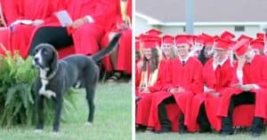 Dog Enters Ceremony And Heads For The Bushes, Has Everyone Laughing With His Antics