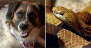 Fearless Pup Attacked & Killed Venomous Snake As It Made Its Way Near Her Owner