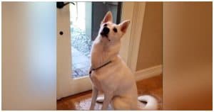 Hero Dog Won’t Stop Barking, Annoyed Dad Discovers Huge Beast Hissing At Their Door