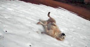 Owners Find Their Dog Playing On A Hill, The Game He Invented Is Genius